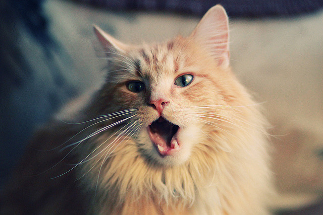 多名年轻选手首次亮相赛场就表现出色,lol最年轻的选手